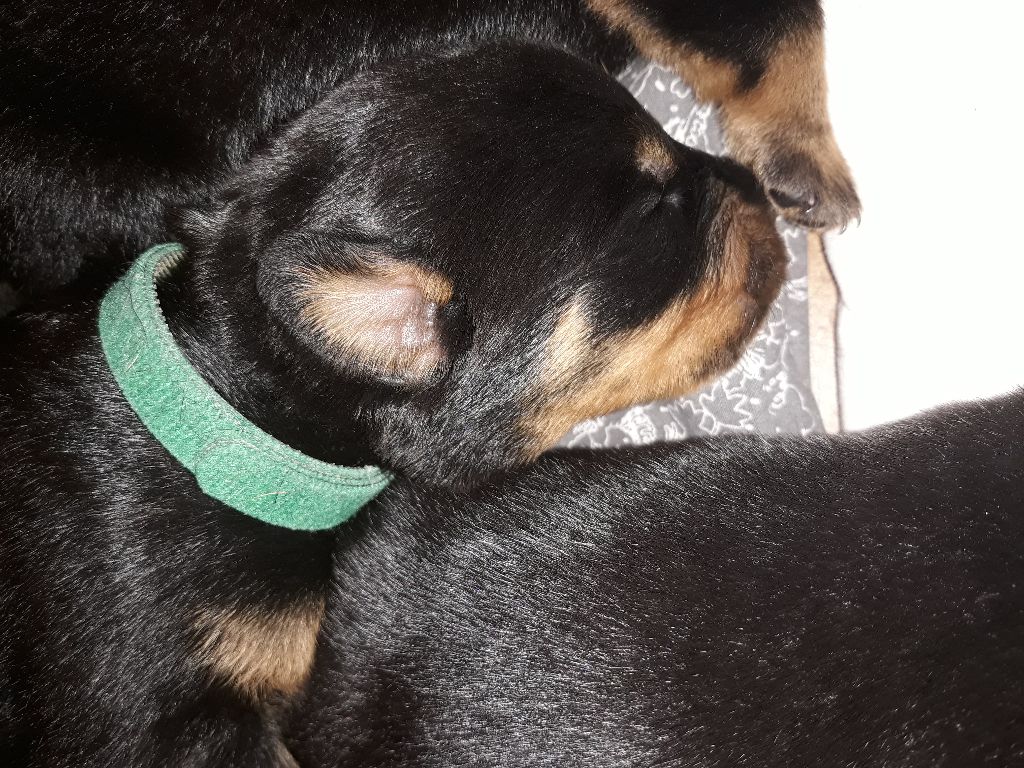 CHIOT